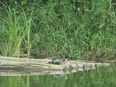 Turtles on Raft